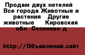 Продам двух нетелей - Все города Животные и растения » Другие животные   . Кировская обл.,Сезенево д.